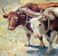 Yoked Oxen